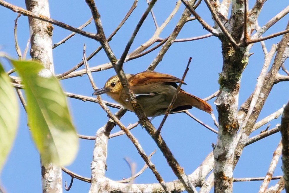 アカチャアリモズ - ML640473777