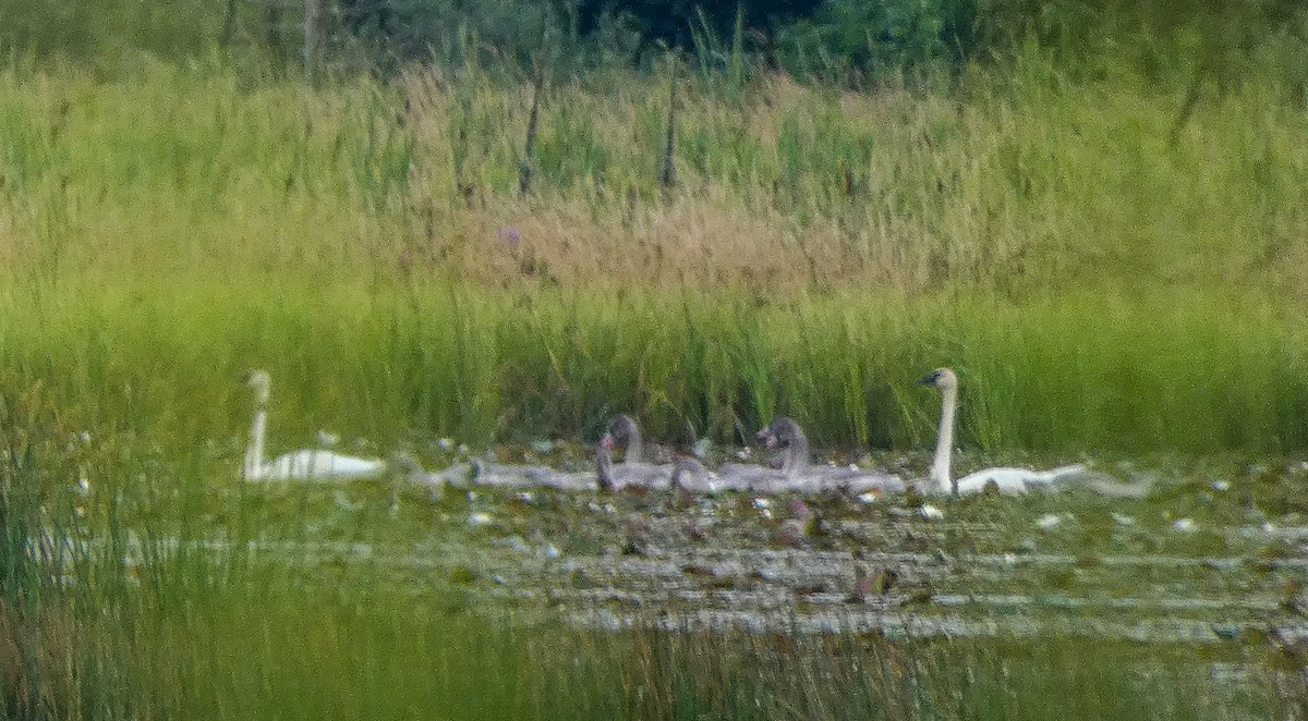 Trumpeter Swan - ML640473789