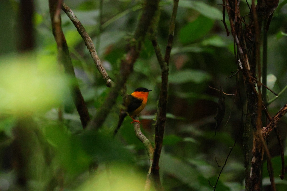 gullkappemanakin - ML640473810