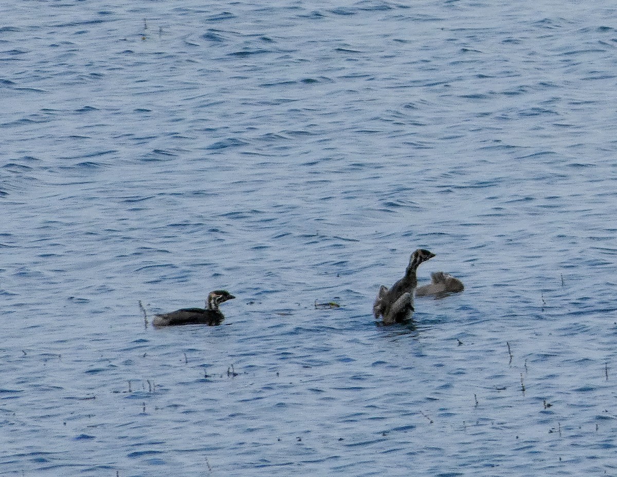 Pied-billed Grebe - ML640473811