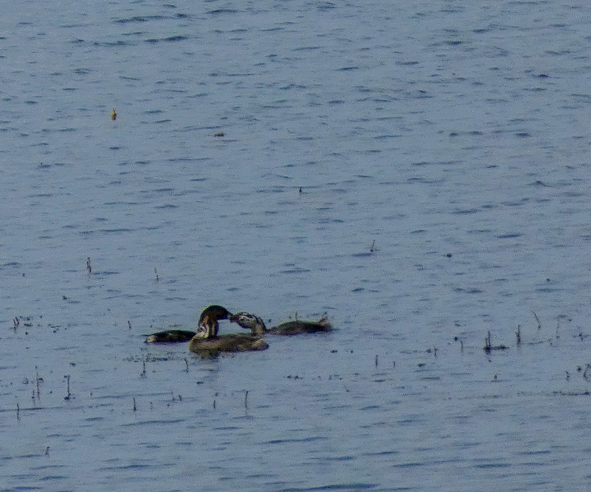 Pied-billed Grebe - ML640473820