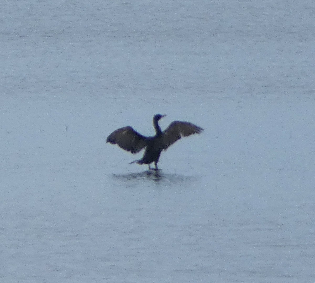 Double-crested Cormorant - ML640473835
