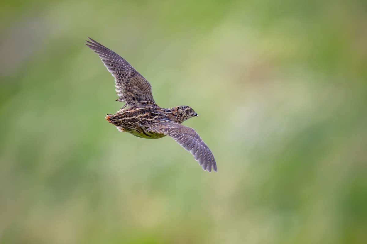 Common Quail - ML640473837