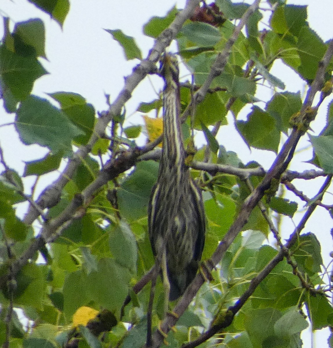 Green Heron - ML640473852