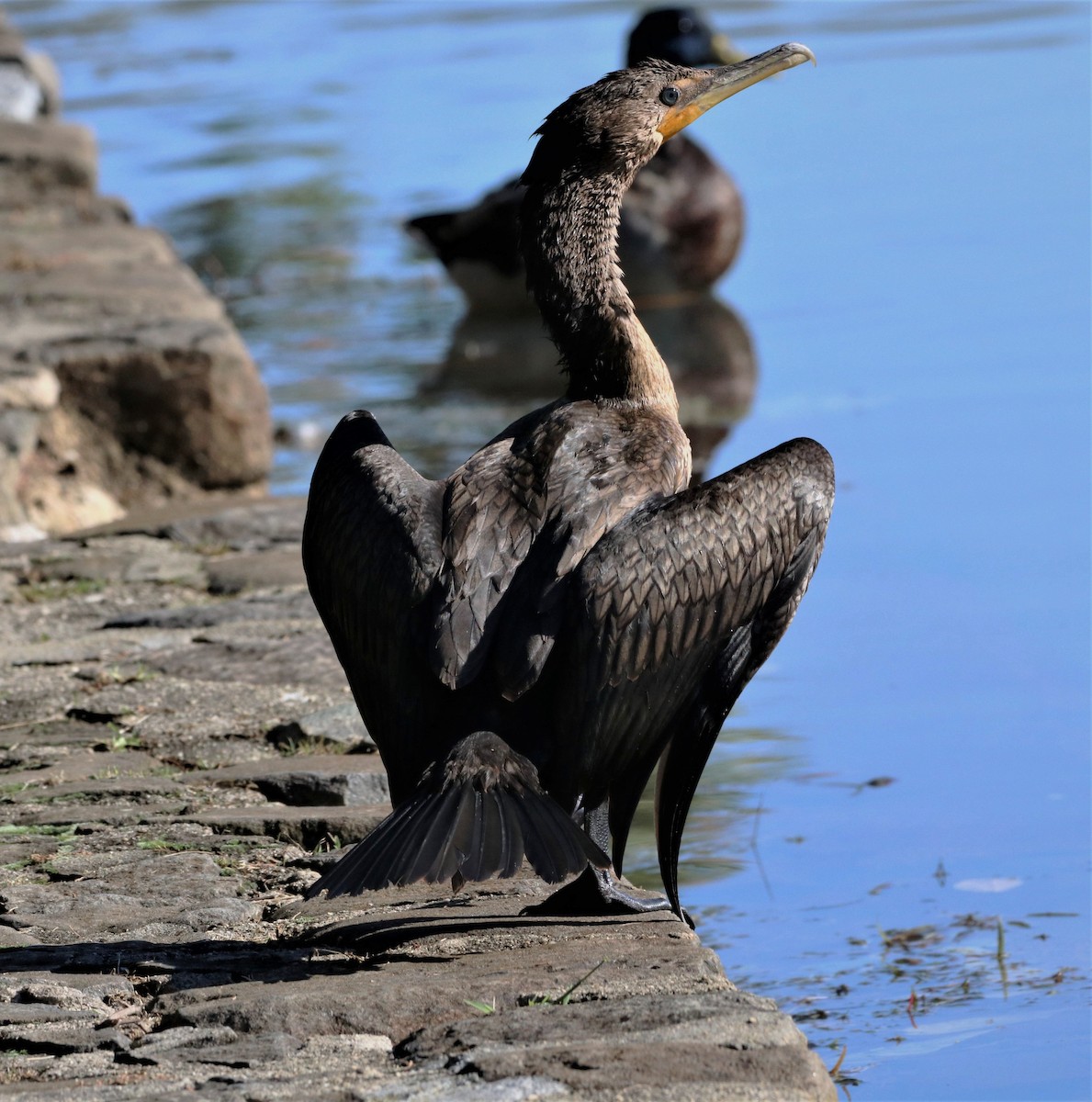Double-crested Cormorant - ML640473861