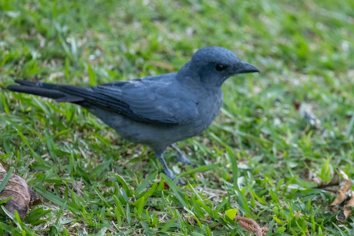 Sunda Cuckooshrike - ML640473880