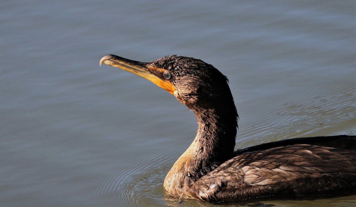 Double-crested Cormorant - ML640473892