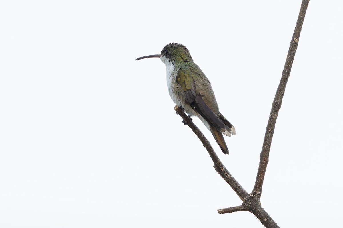 Green-fronted Hummingbird - ML640473930