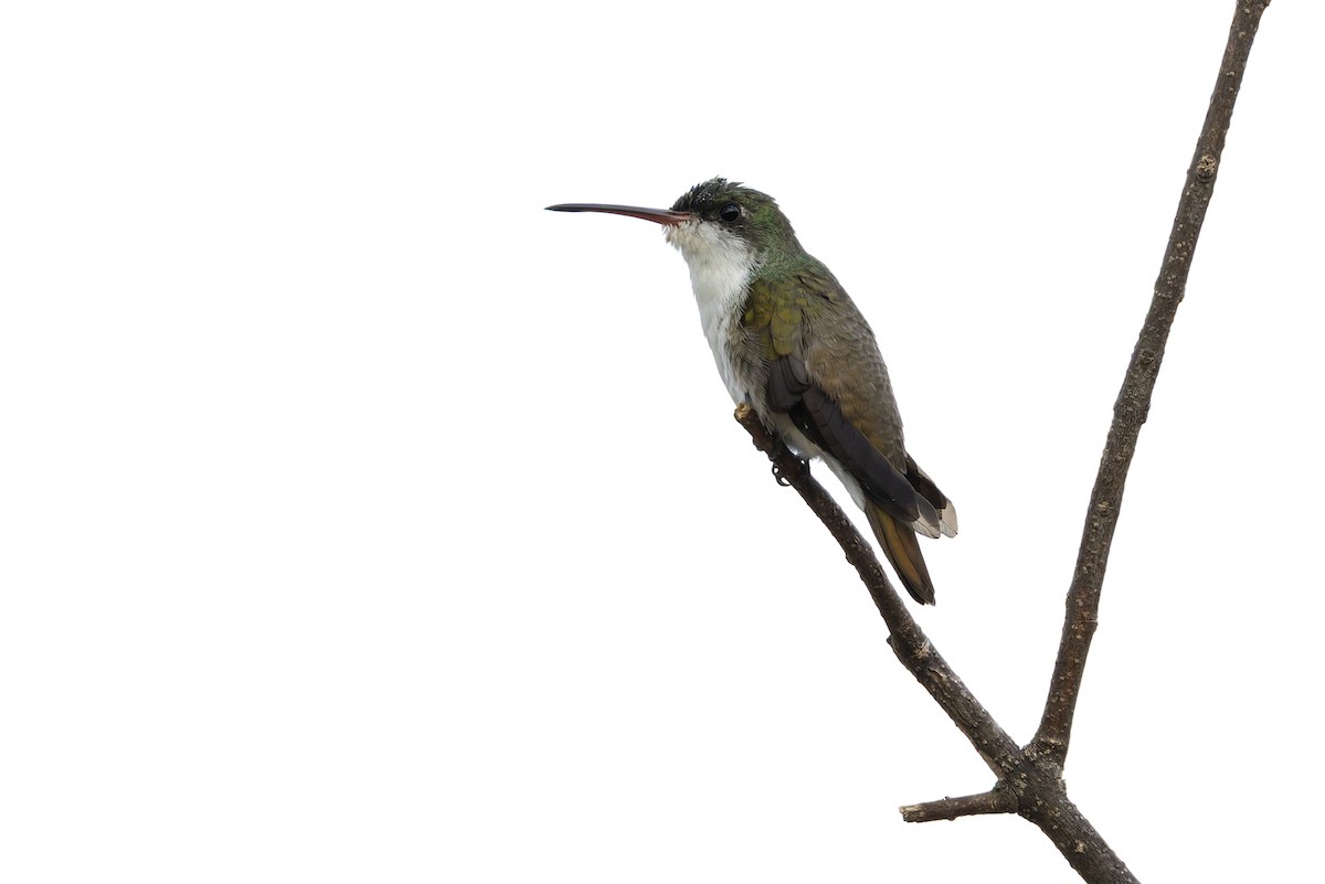 Green-fronted Hummingbird - ML640473931