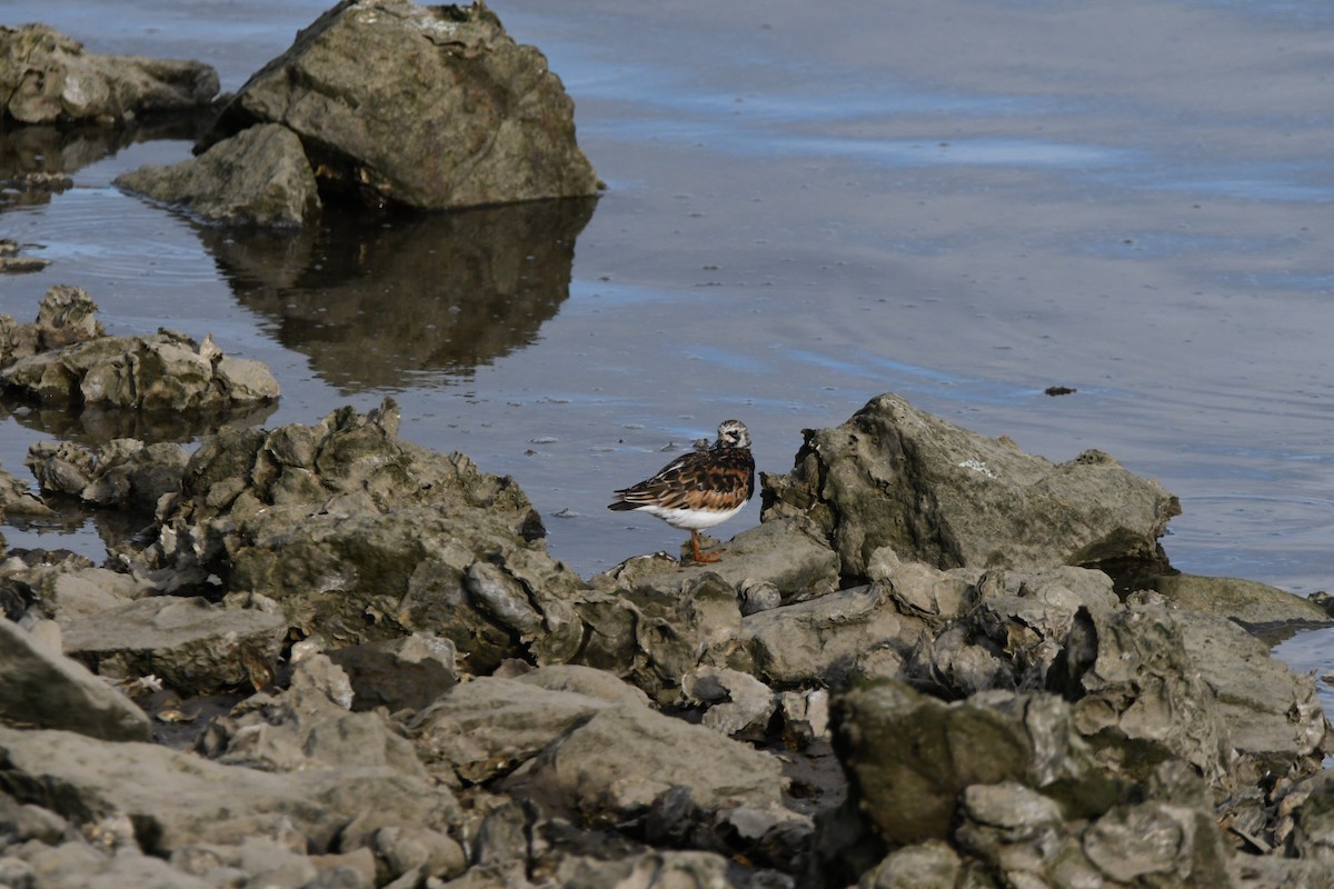 Алаг хайргач - ML640473935