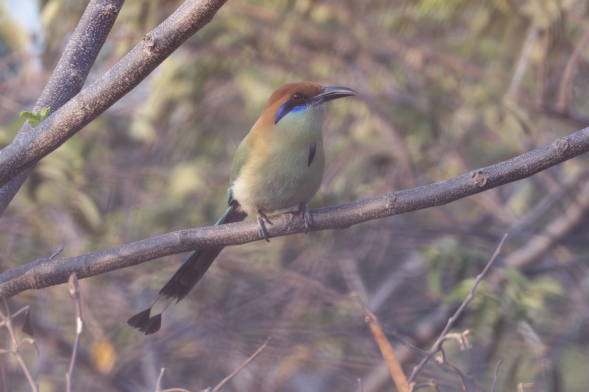 Russet-crowned Motmot - ML640473945