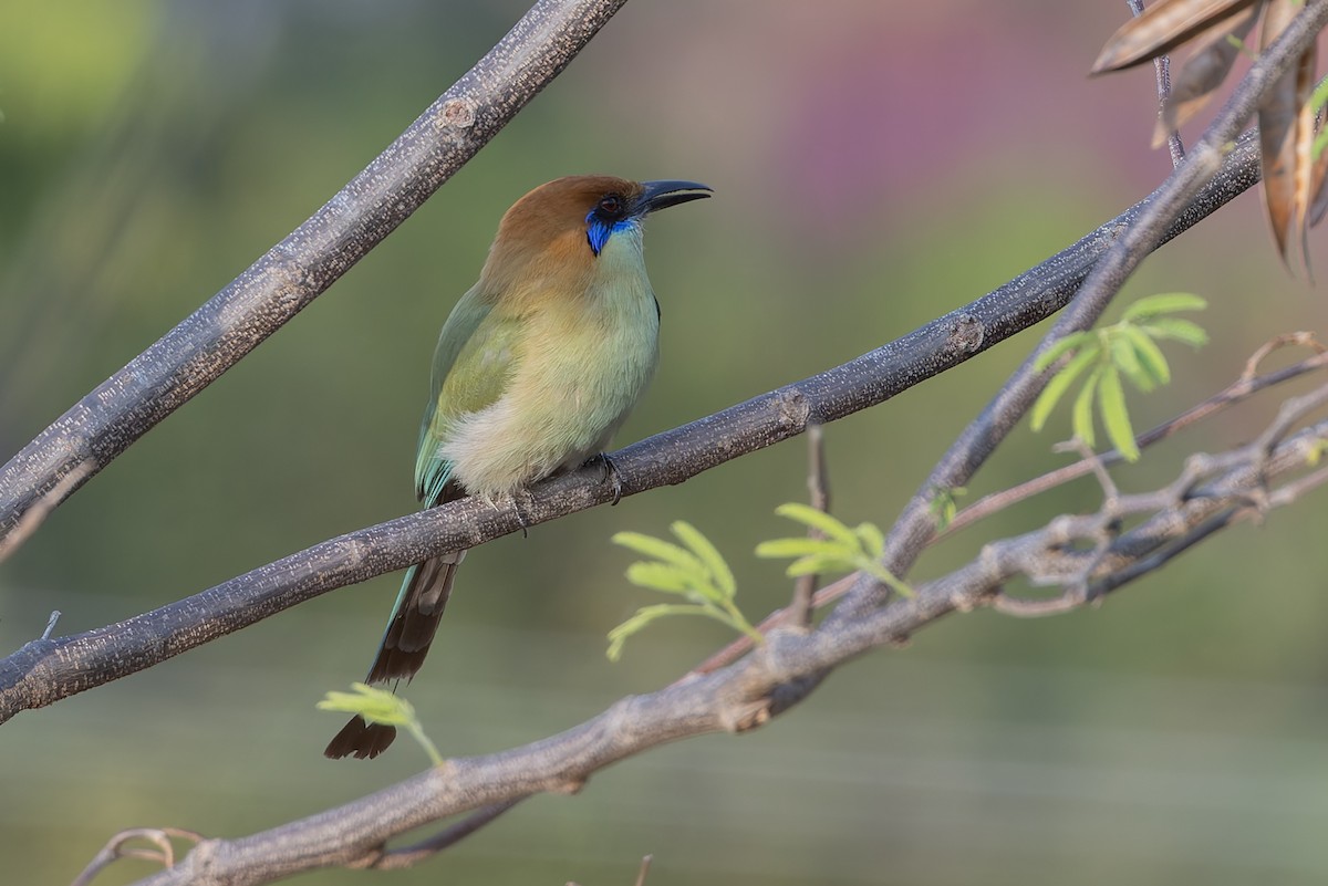 Russet-crowned Motmot - ML640473946