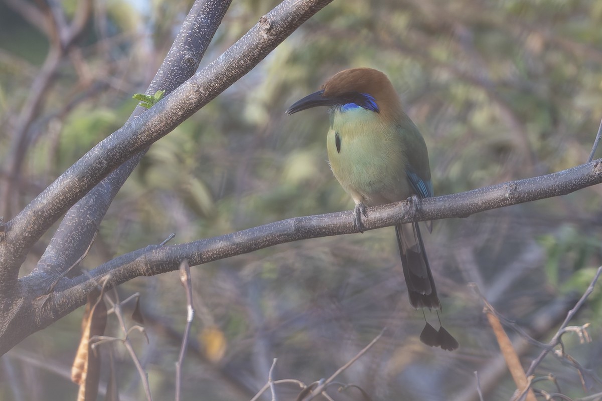 Russet-crowned Motmot - ML640473947