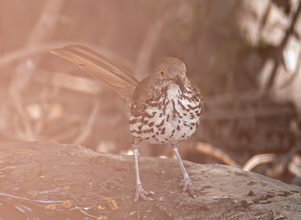 Long-billed Thrasher - ML640473997