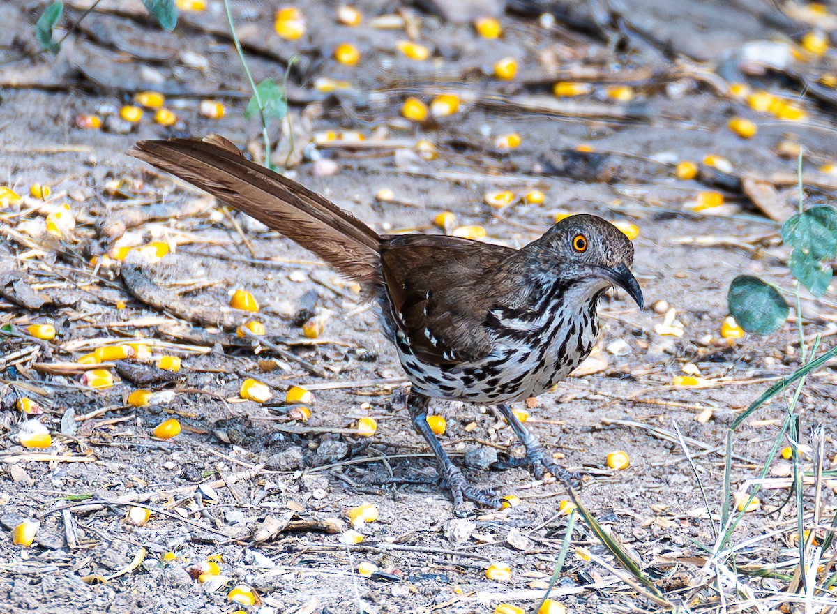 Long-billed Thrasher - ML640473998
