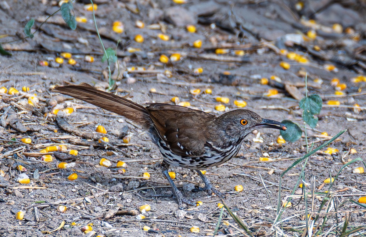 Long-billed Thrasher - ML640473999