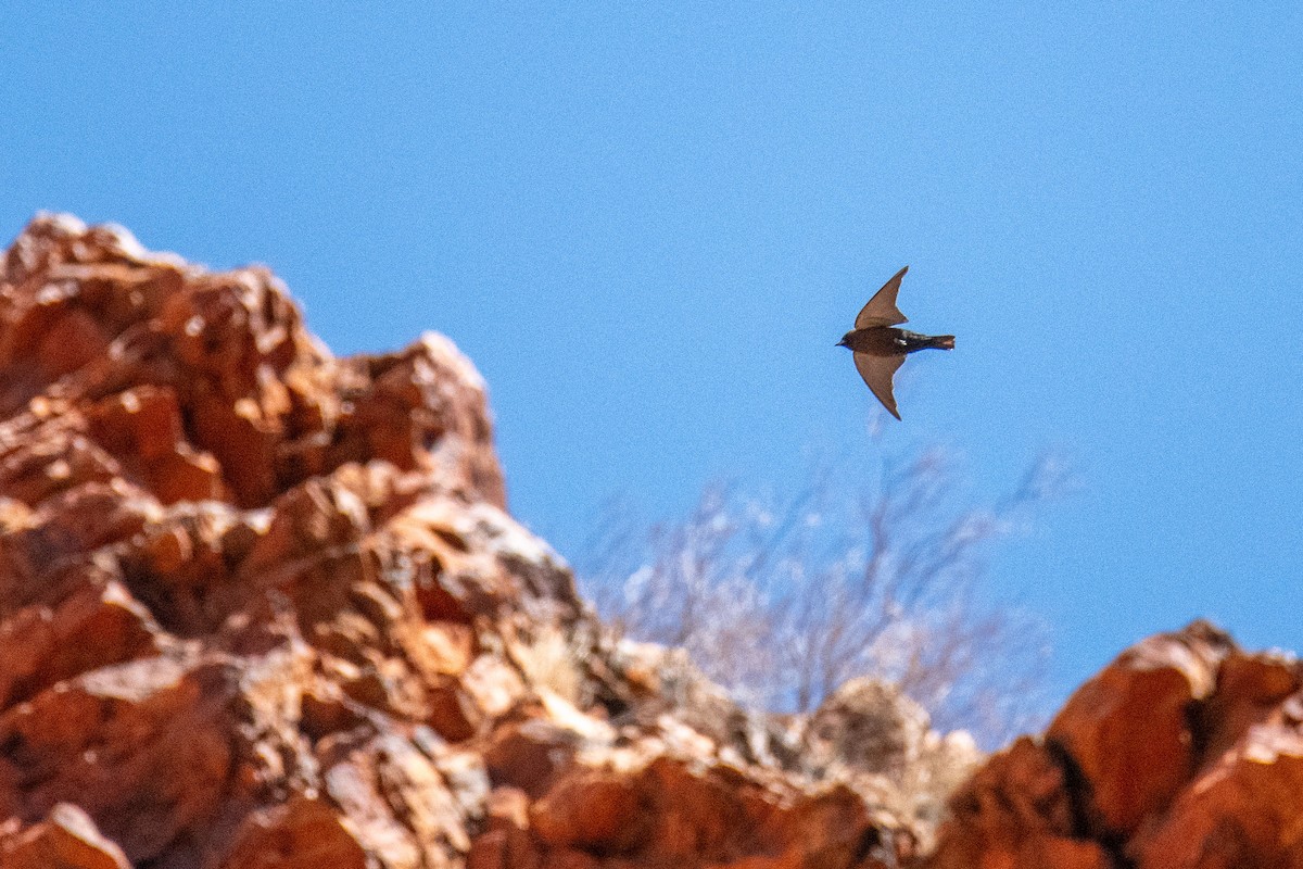 Little Woodswallow - ML640474050
