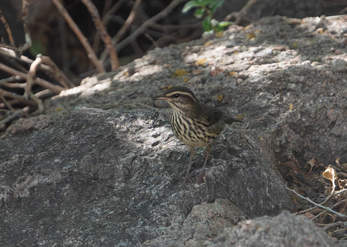 Northern Waterthrush - ML640474148
