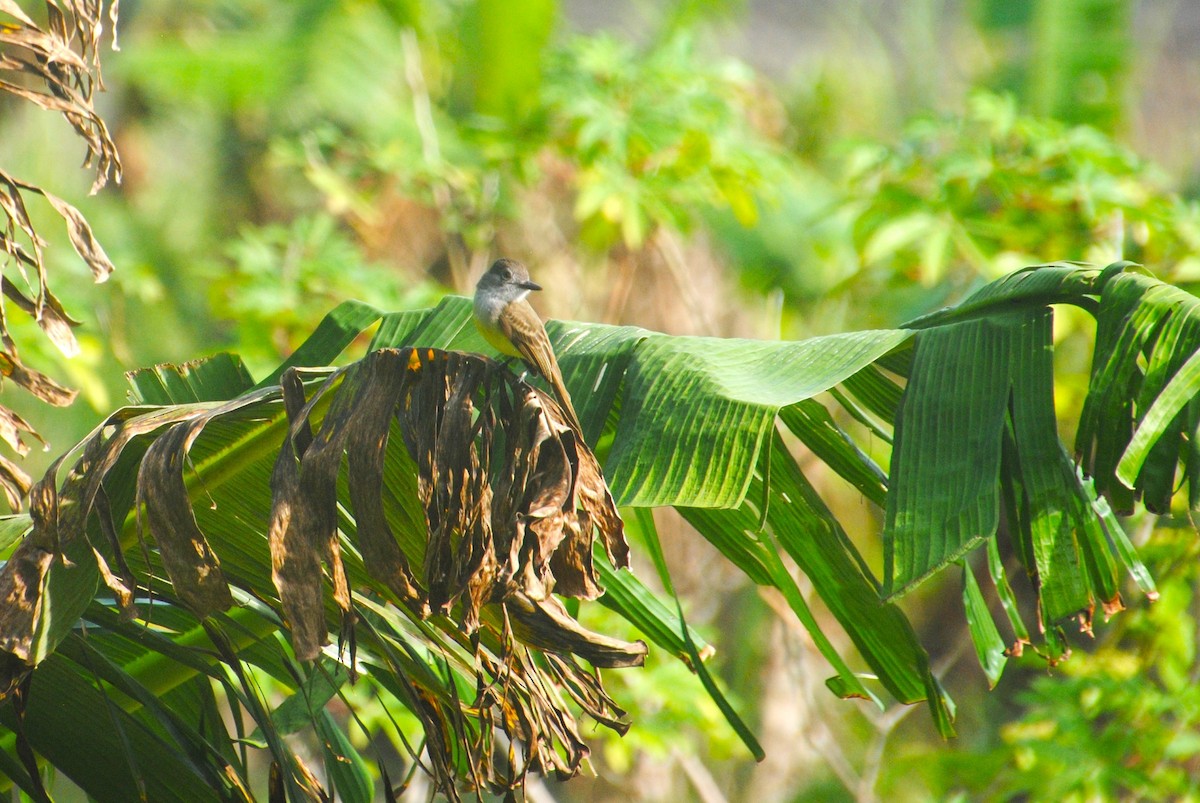 Panama Flycatcher - ML640474152