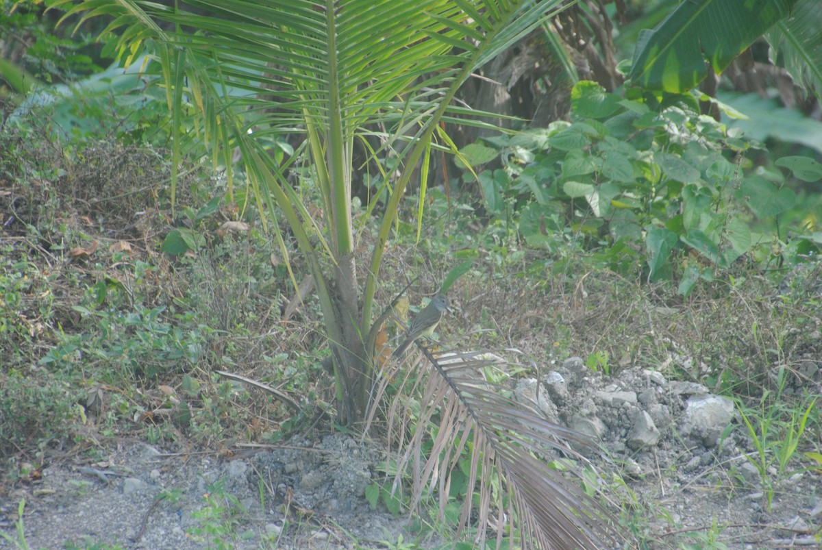 Panama Flycatcher - ML640474154
