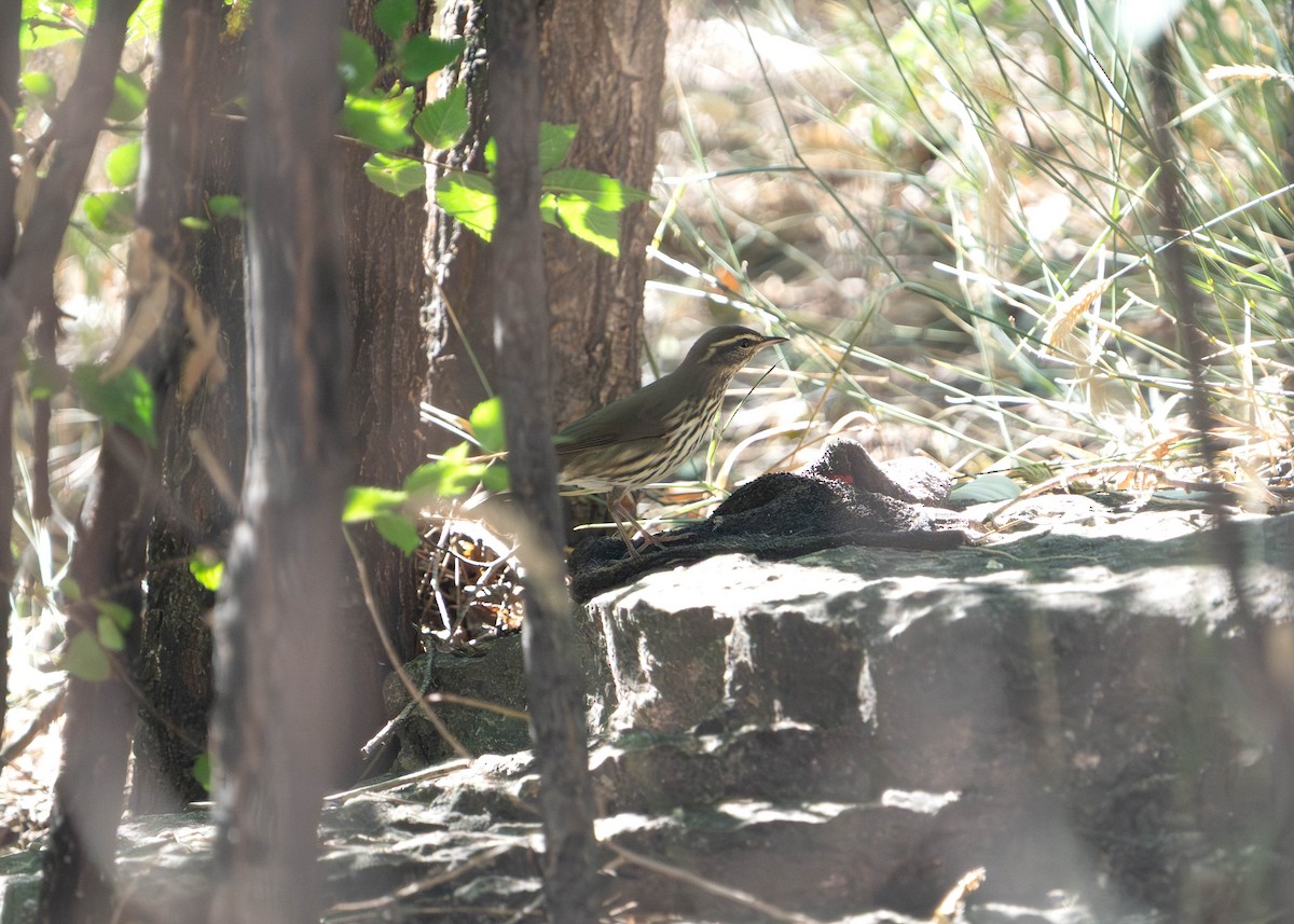 Northern Waterthrush - ML640474158