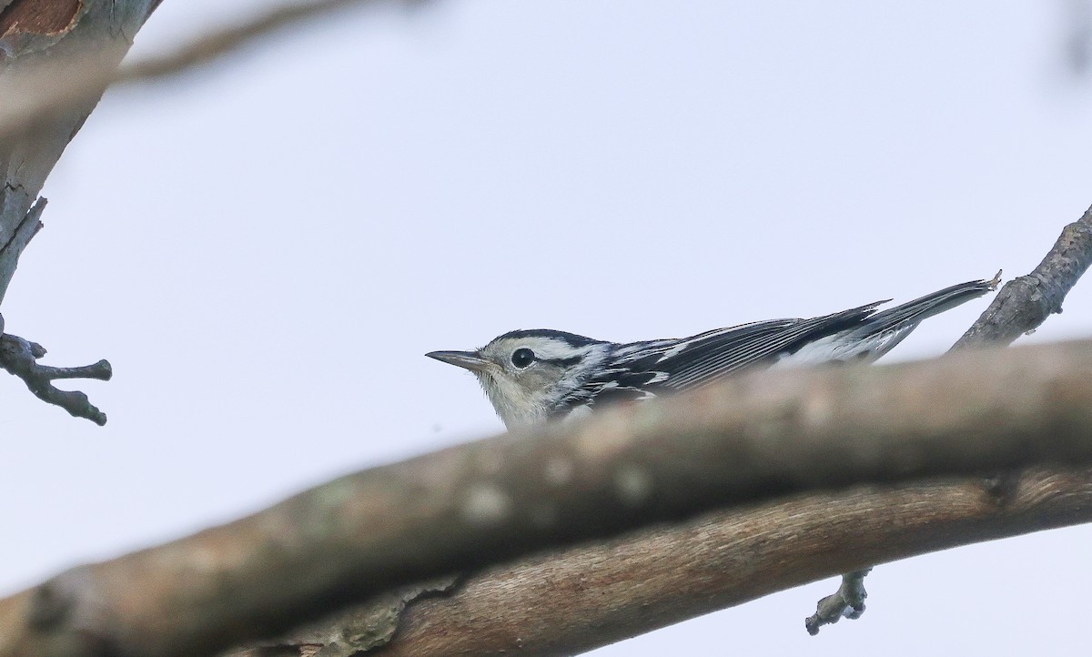 Black-and-white Warbler - ML640474160