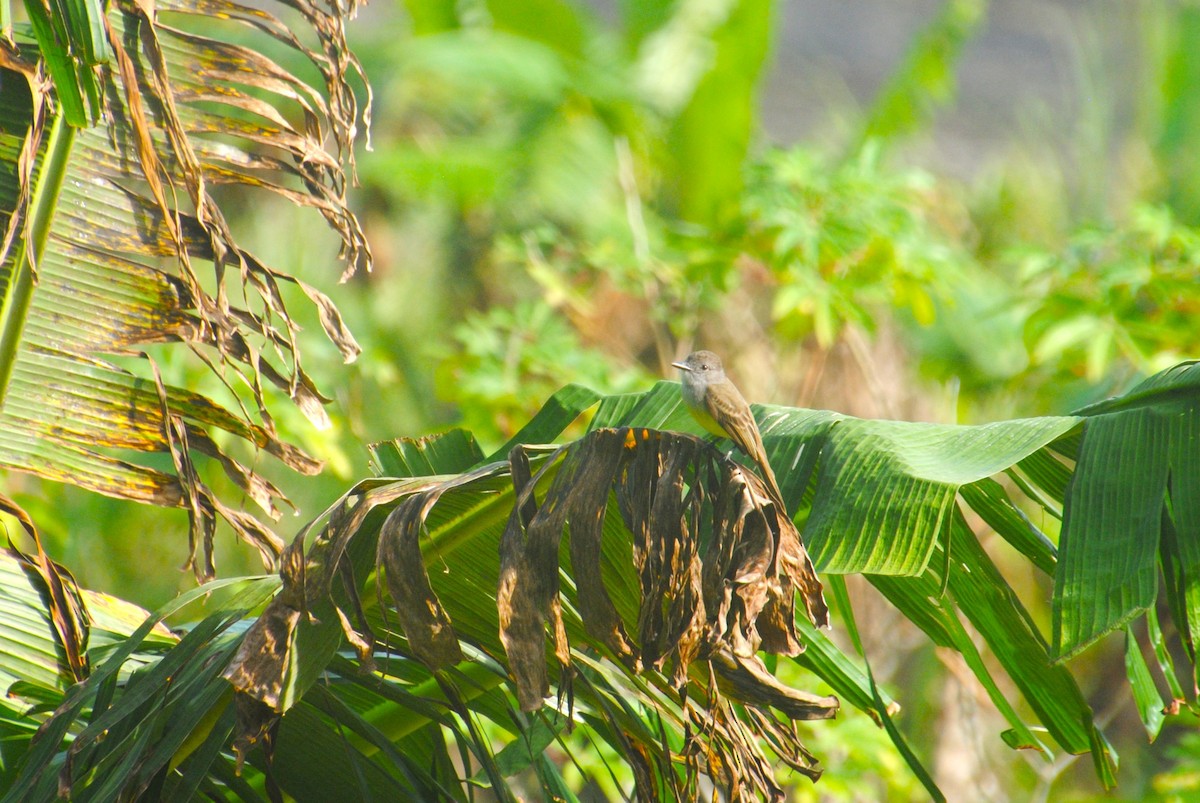 Panama Flycatcher - ML640474168