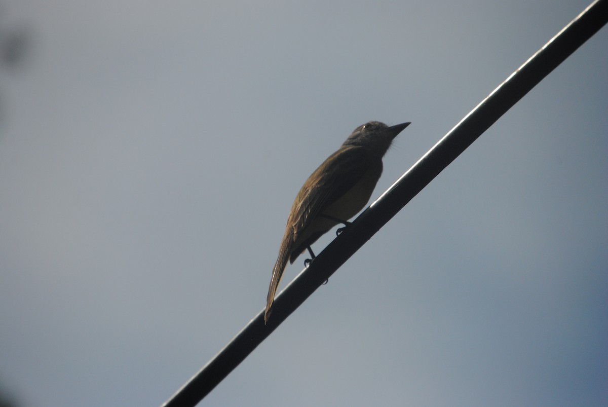 Panama Flycatcher - ML640474169