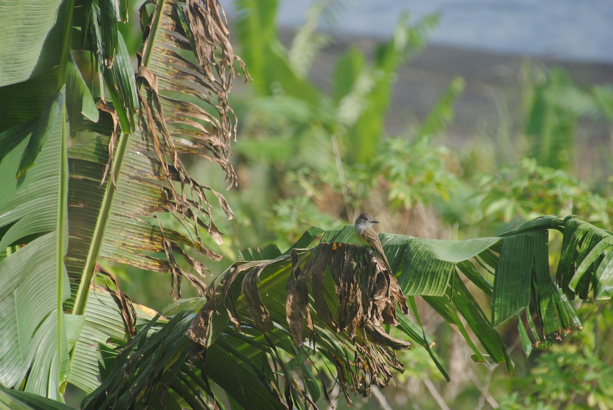 Panama Flycatcher - ML640474170