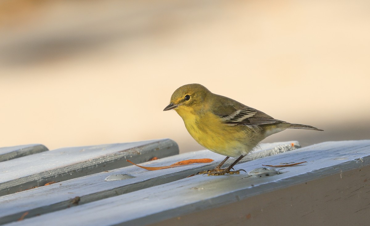 Pine Warbler - ML640474227