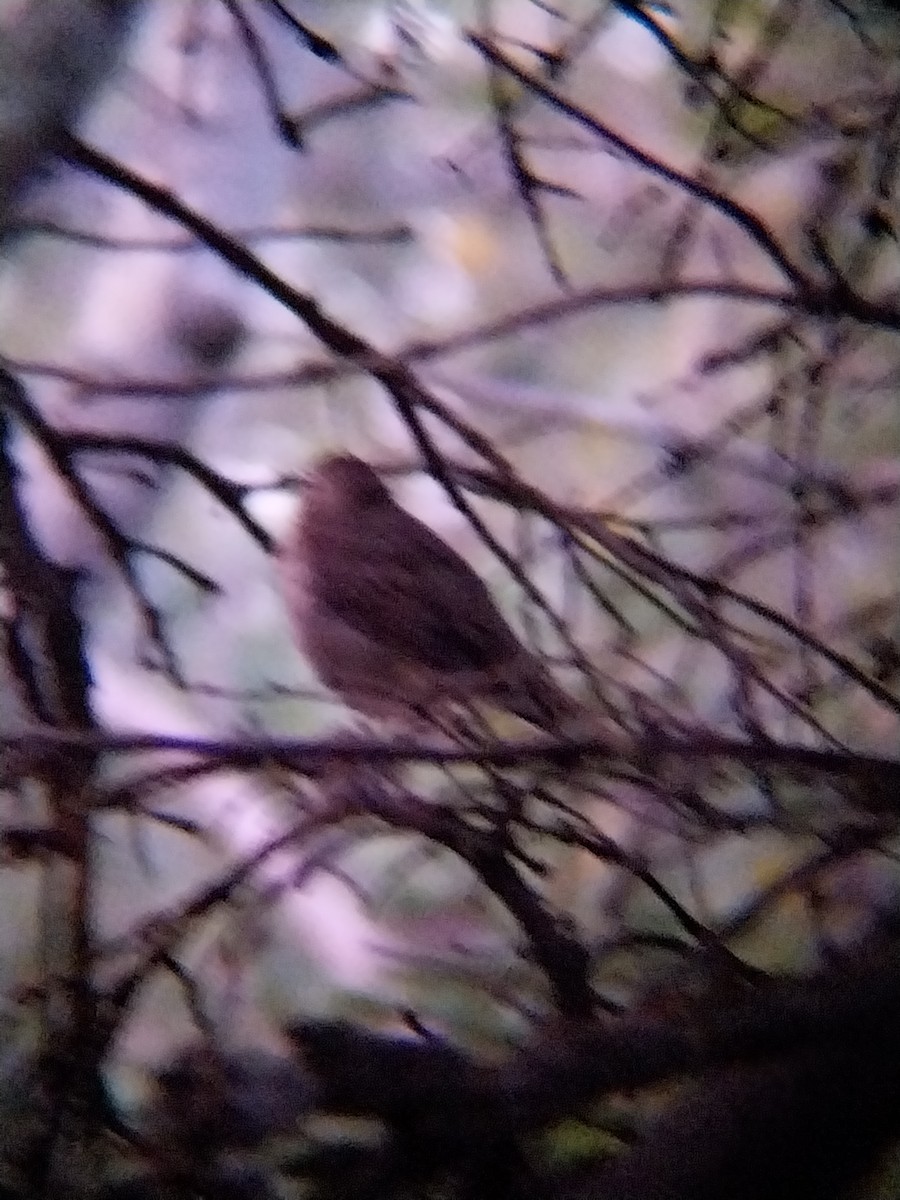 Catharus sp. - ML640474346