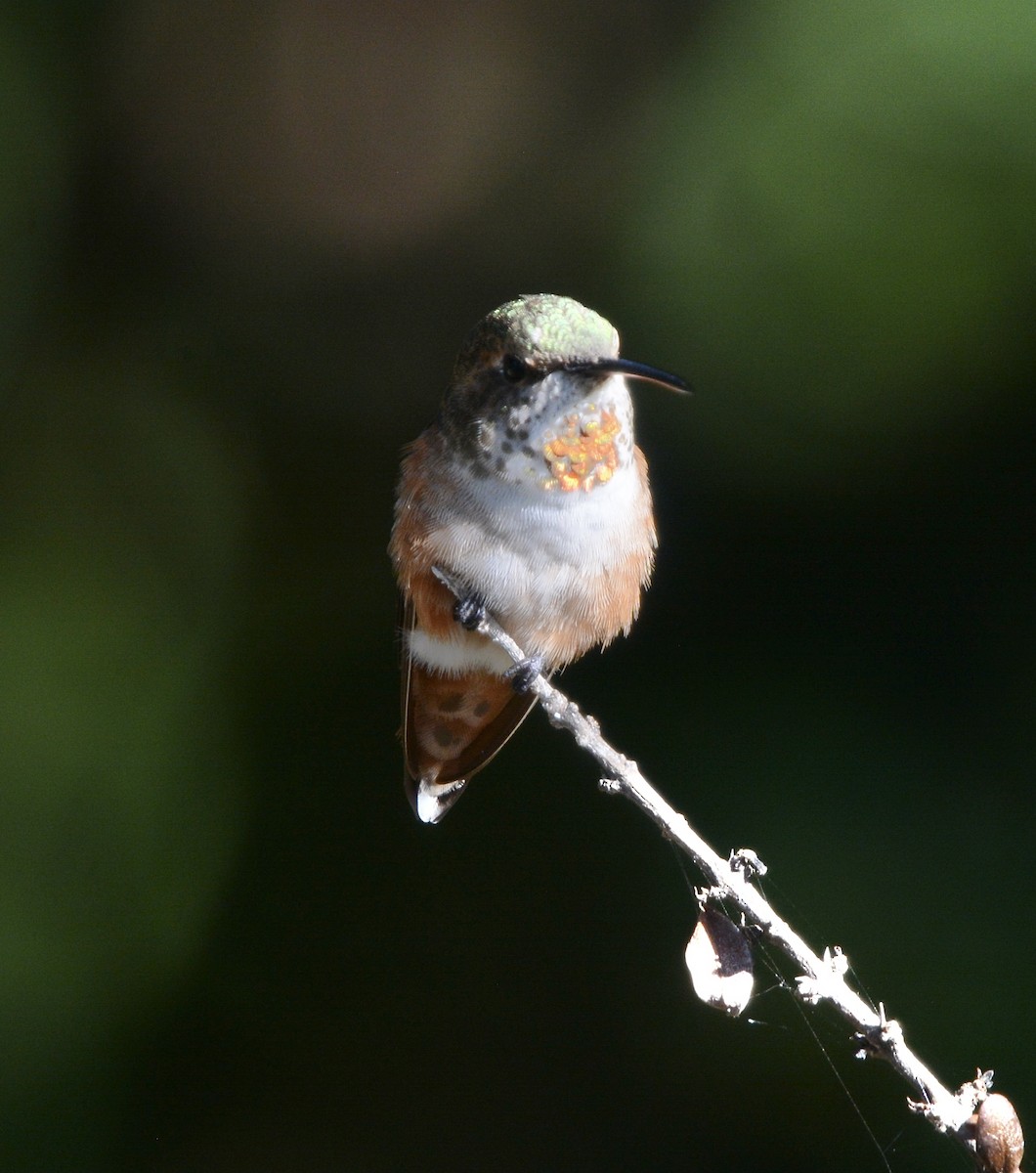 Allen's Hummingbird - ML640474356