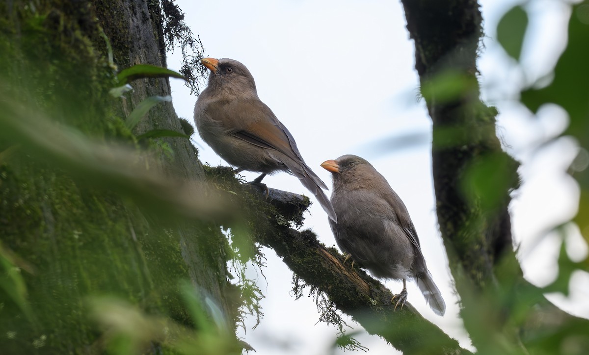 Grand Paradoxornis - ML640474549