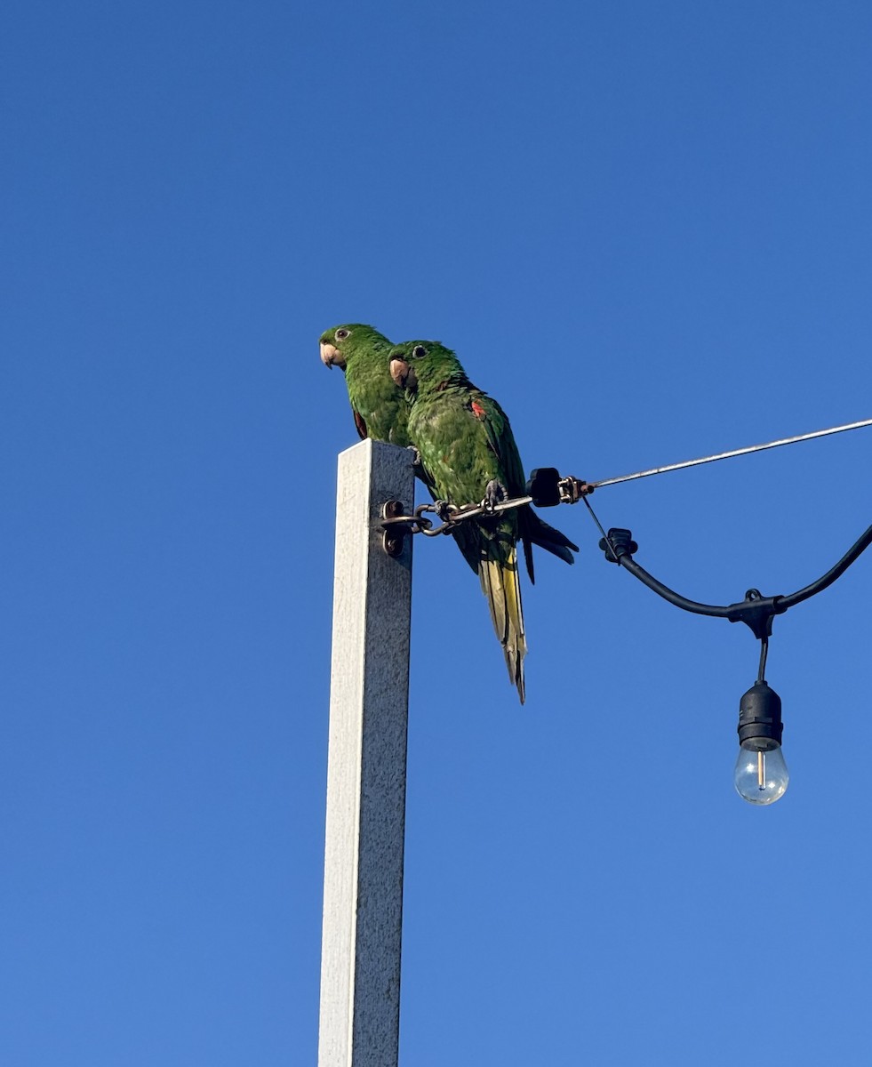 White-eyed Parakeet - ML640474550