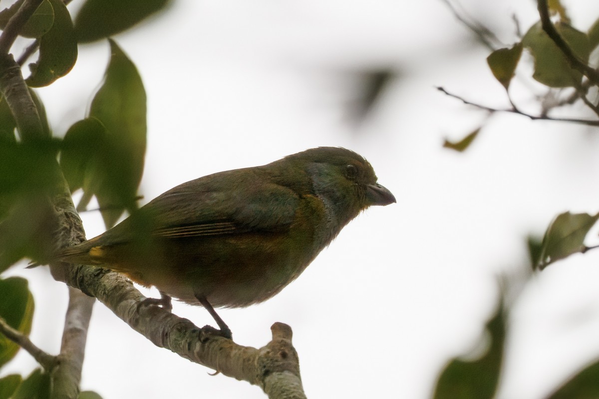 Green-throated Euphonia - ML640474554