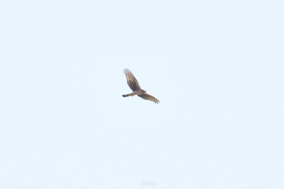Hen Harrier - ML640474613