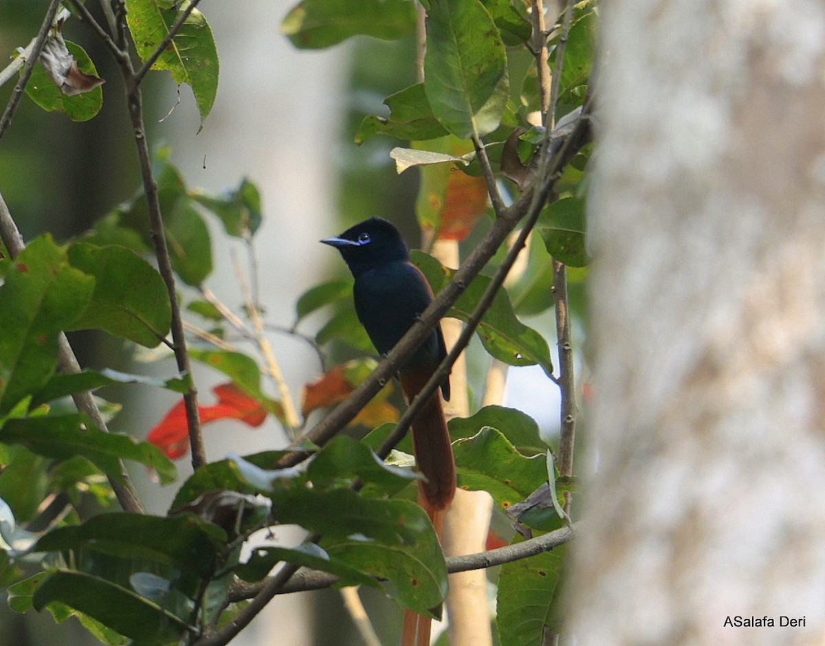 Rufous-vented Paradise-Flycatcher - ML640474619