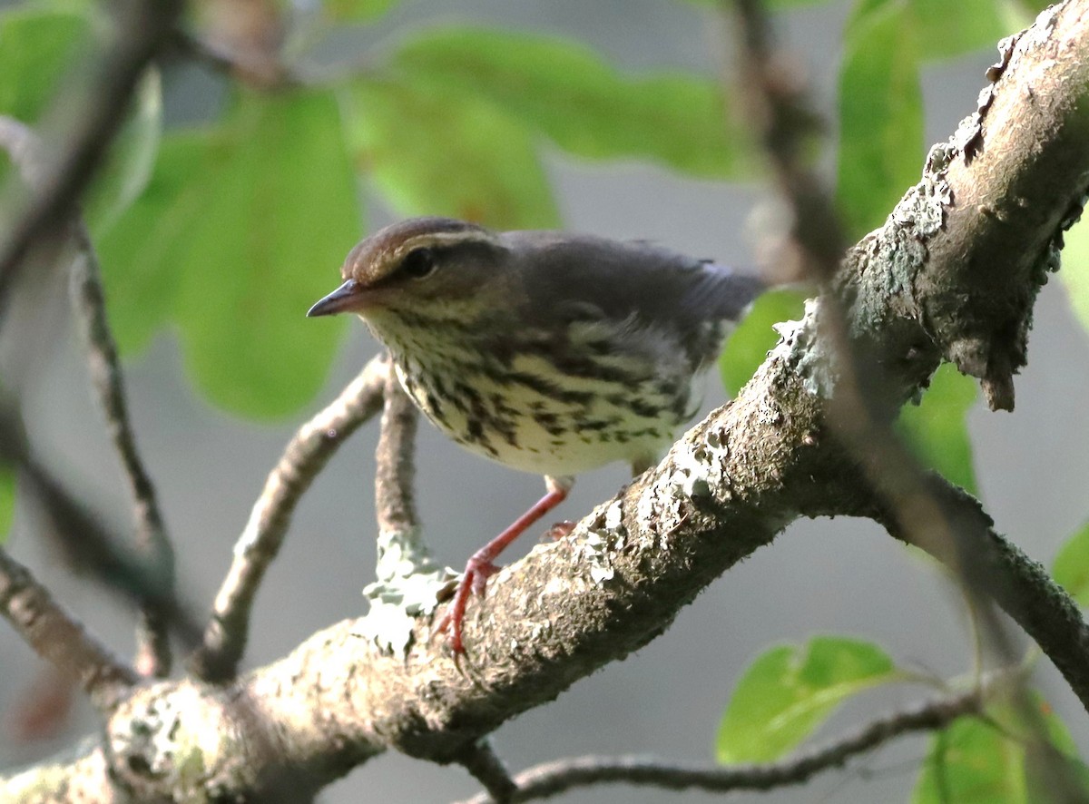 Northern Waterthrush - ML640474662