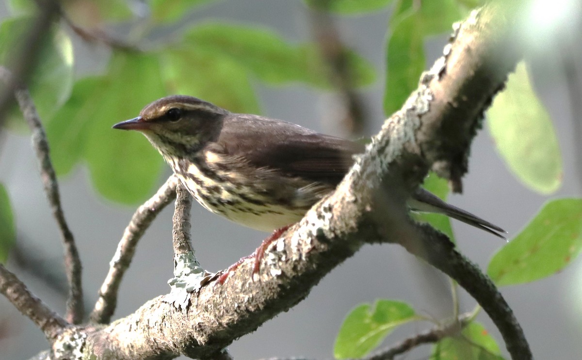 Northern Waterthrush - ML640474673