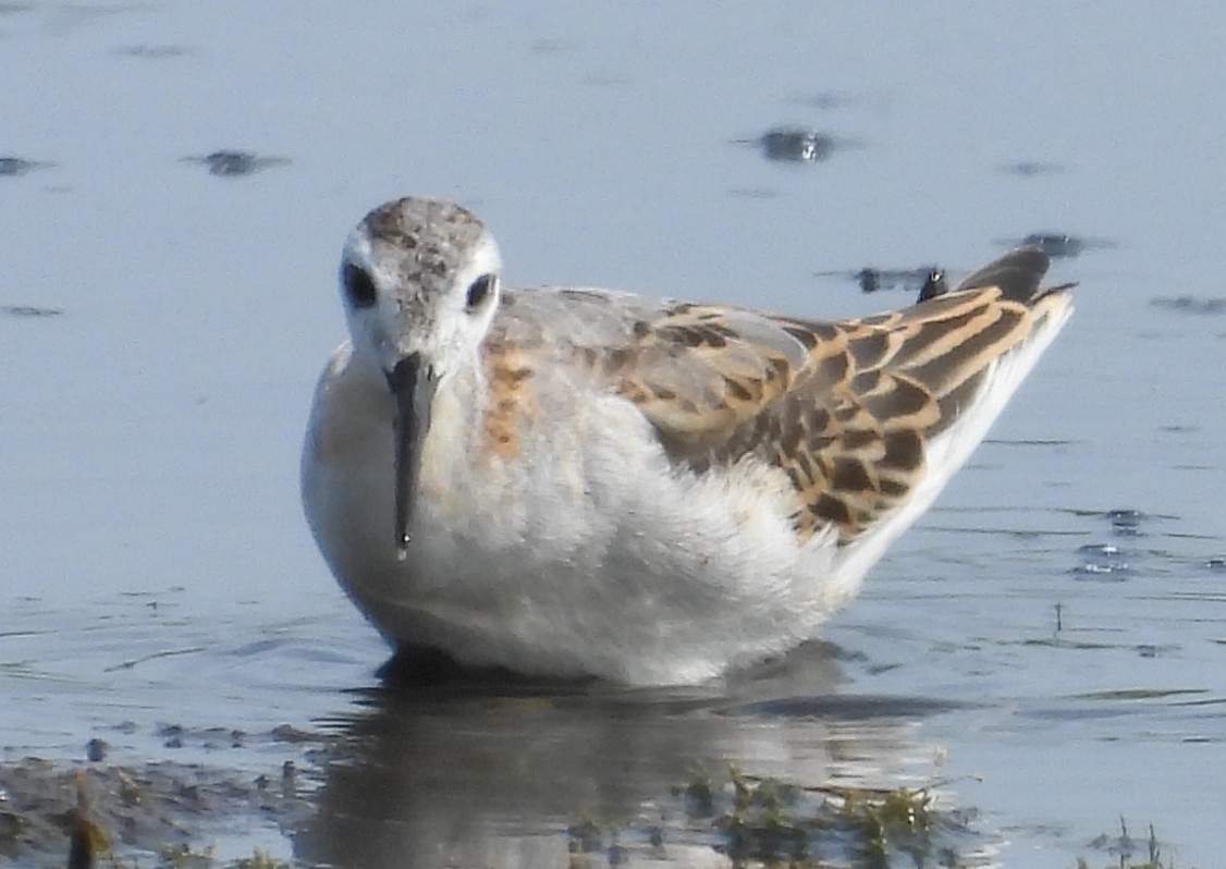 Wilson mendebal-txoria - ML640474677