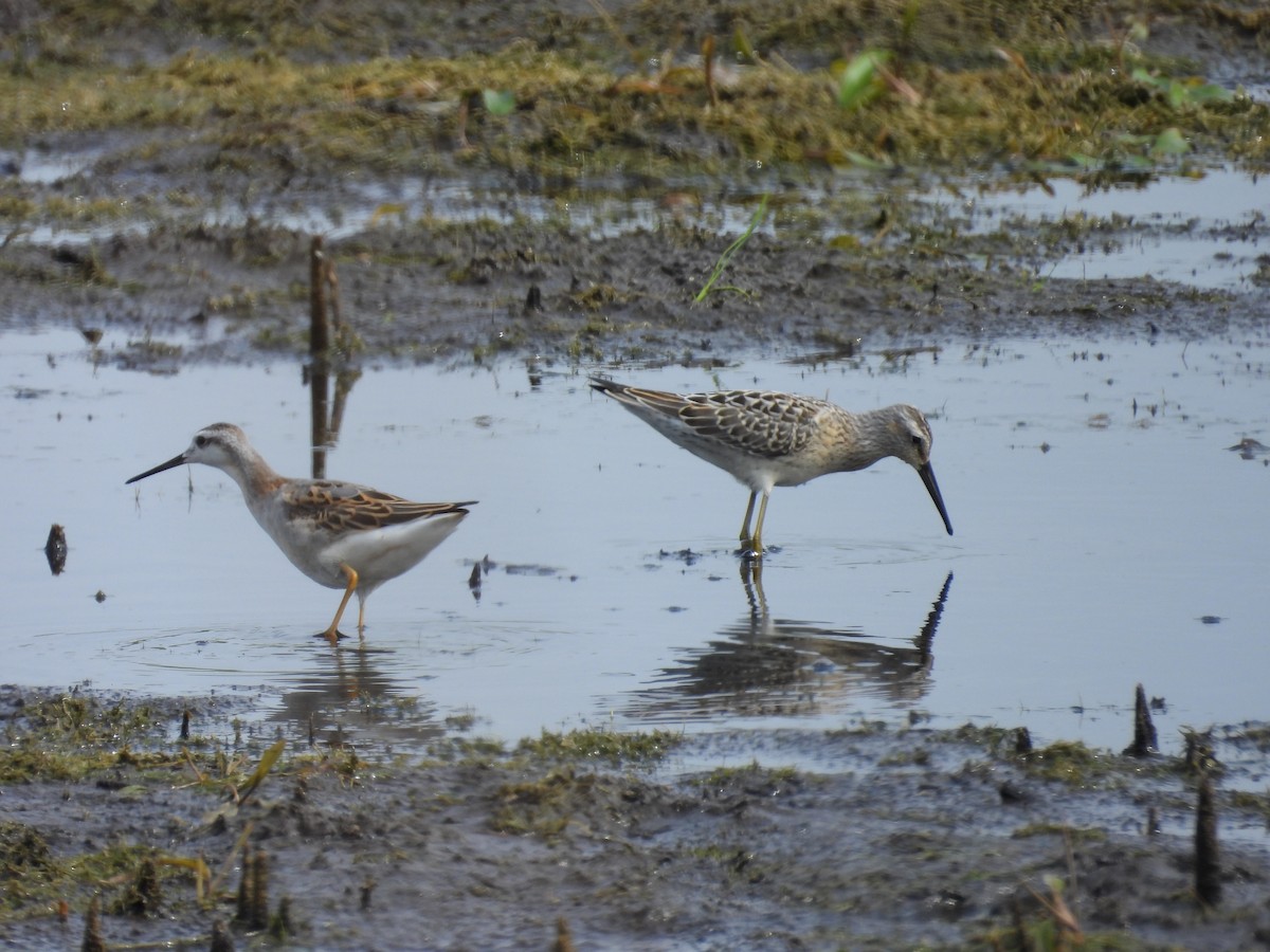 Wilson mendebal-txoria - ML640474678