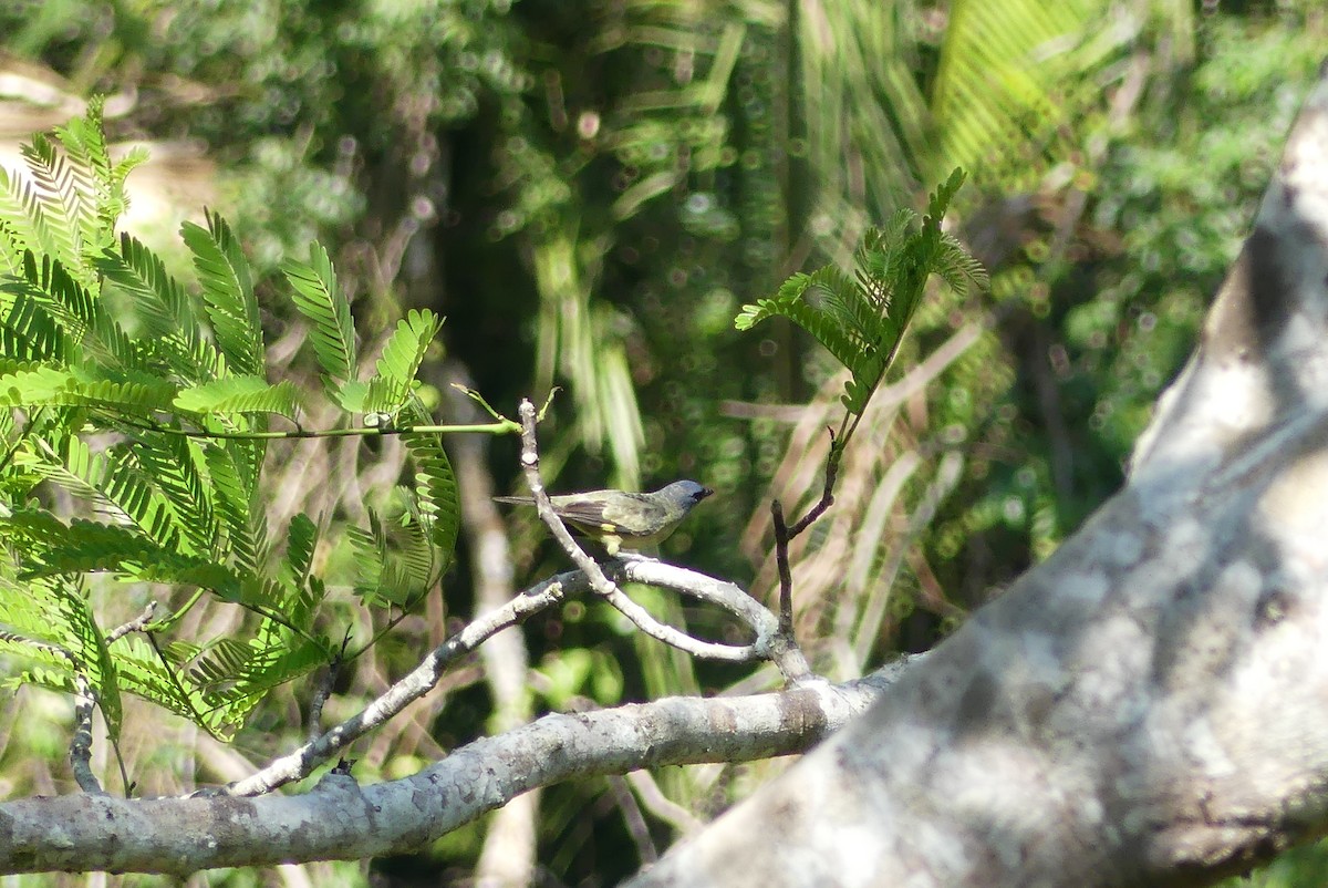 Tangara Aliamarilla - ML640474713