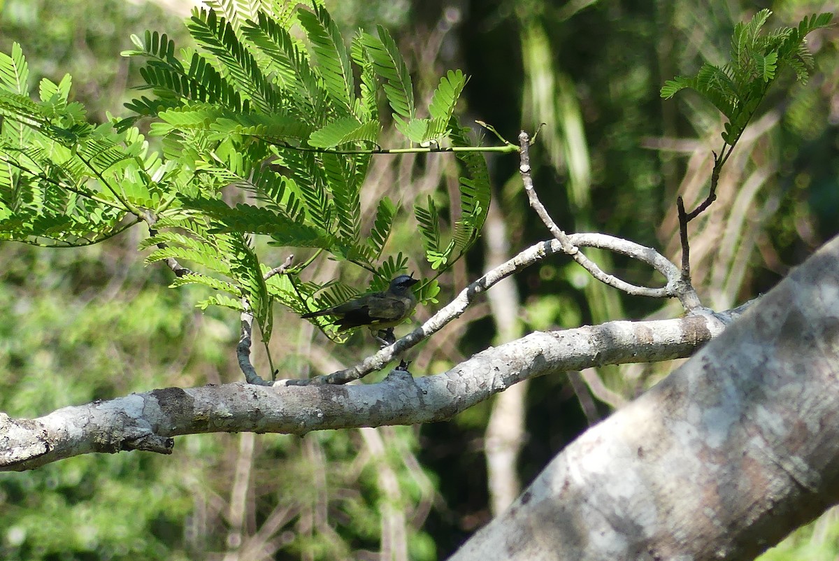 Tangara Aliamarilla - ML640474714