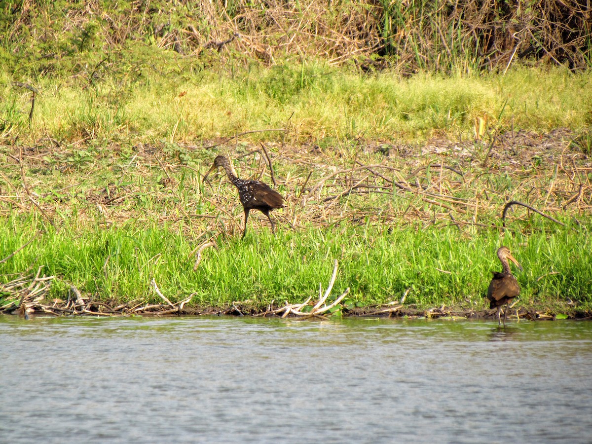 Limpkin - ML640474722