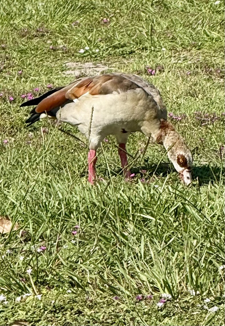 Egyptian Goose - ML640474725