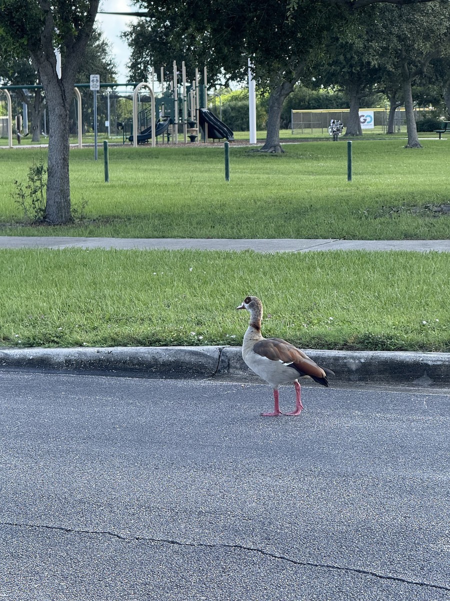 Egyptian Goose - ML640474726