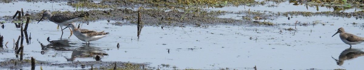 Wilson mendebal-txoria - ML640474739