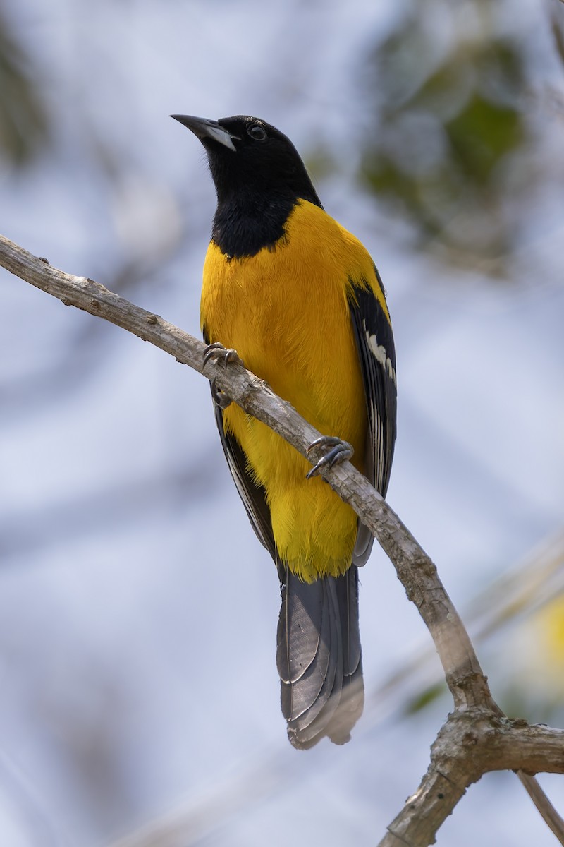 Bar-winged Oriole - ML640474795