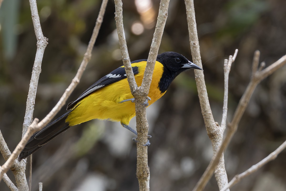 Bar-winged Oriole - ML640474796