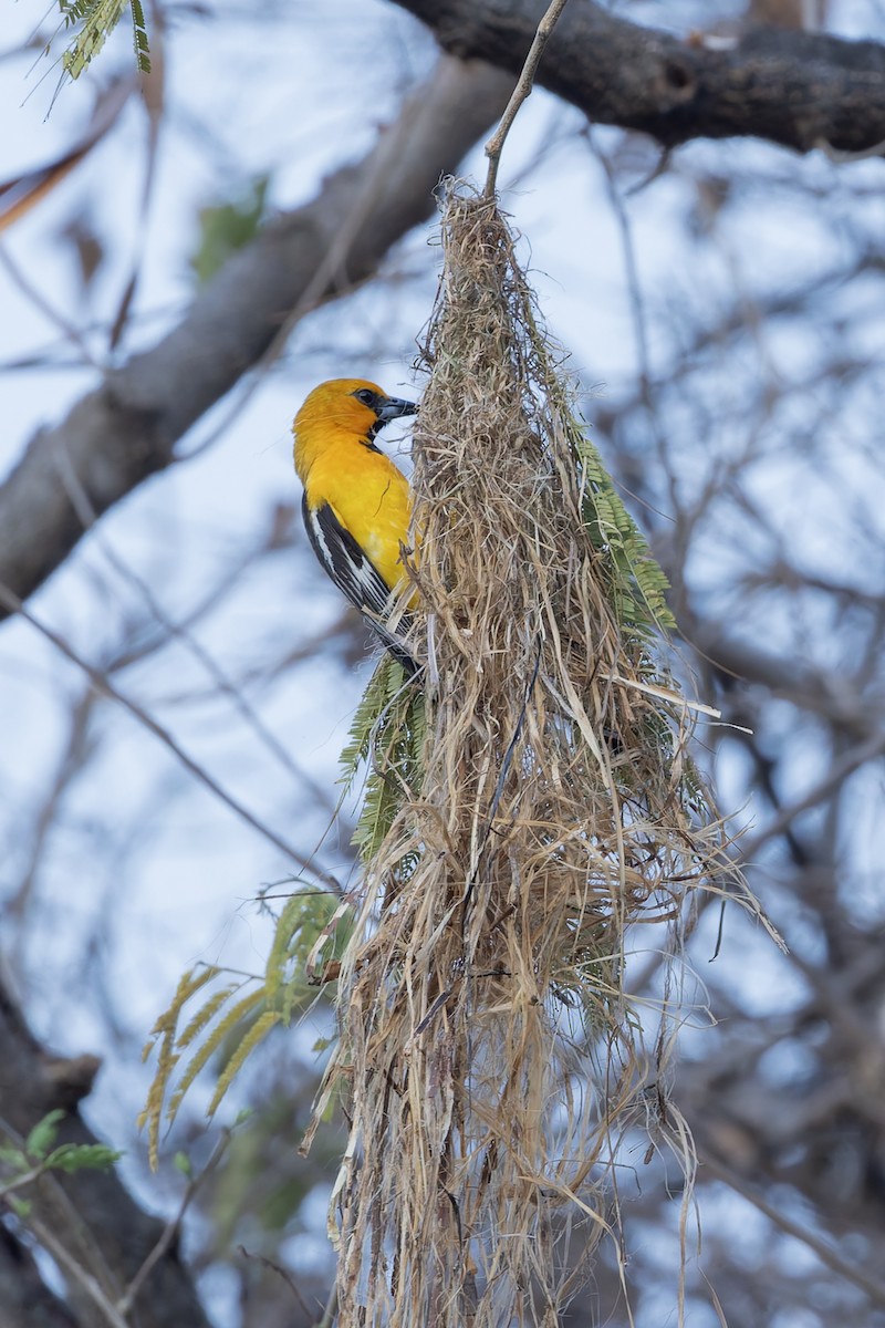 Streak-backed Oriole - ML640474806